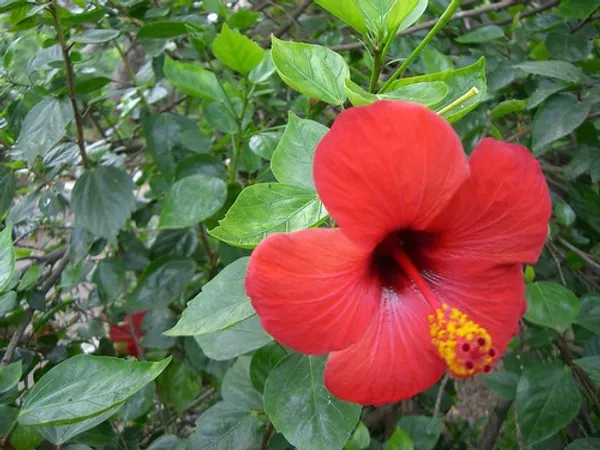 Hibiscus_Red_(Grafted)_Flower_Plant_(Hybrid,_Pack_Of_1)