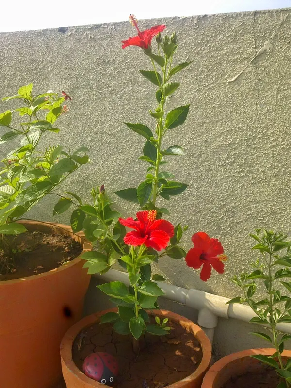 Hibiscus_Red_(Grafted)_Flower_Plant_(Hybrid,_Pack_Of_1)