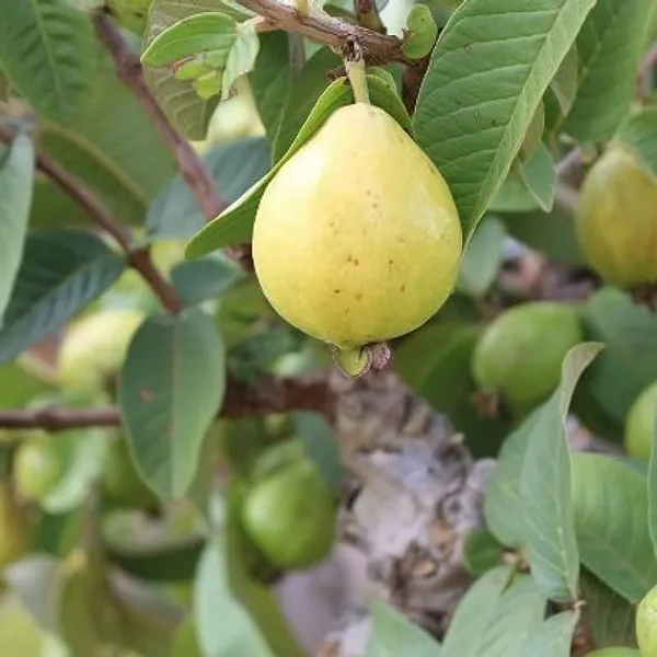 China_White_Rare_Hybrid_Air_Layering_Guava_Plant