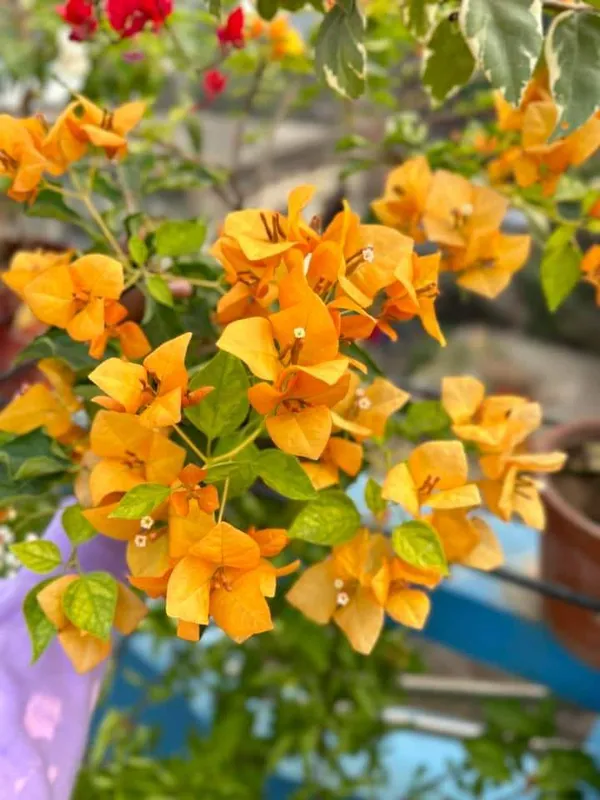 Yellow_Bougainvillea_Flower_Plant_(Pack_Of_1)
