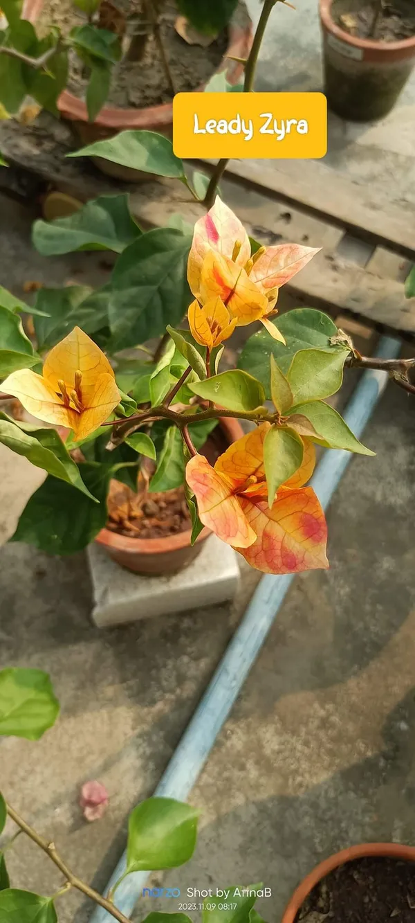 Yellow_Bougainvillea_Flower_Plant_(Pack_Of_1)
