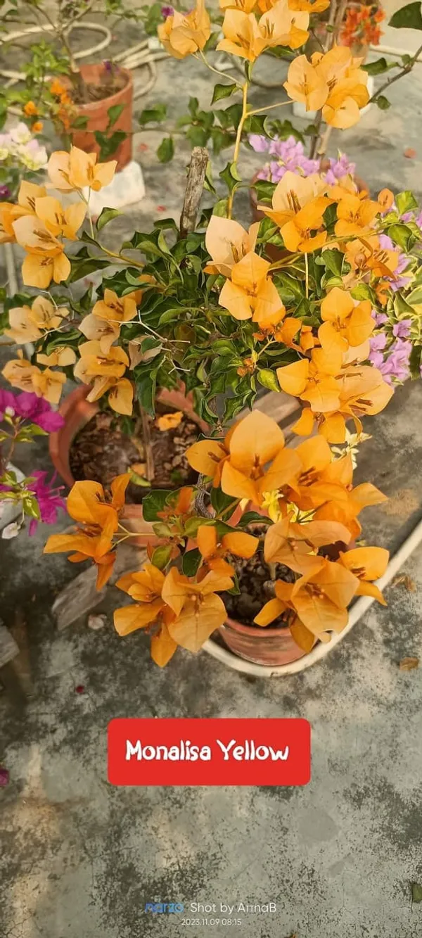 Yellow_Bougainvillea_Flower_Plant_(Pack_Of_1)