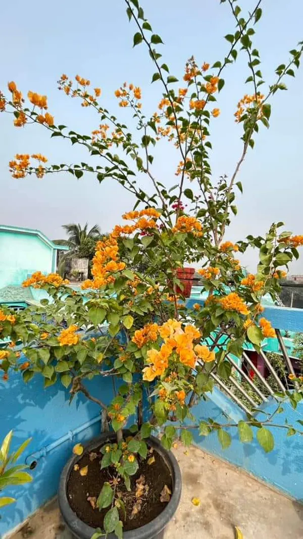 Yellow_Bougainvillea_Flower_Plant_(Pack_Of_1)