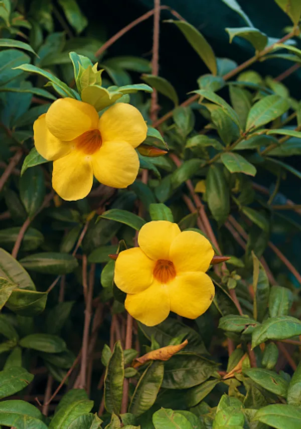 Yellow_Harkakra_Flower_Plant