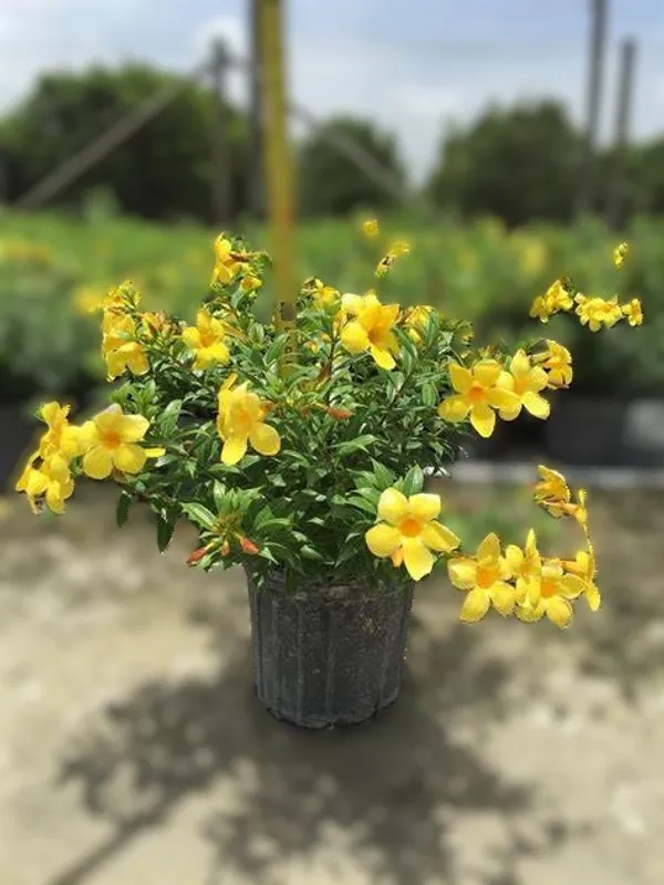 Yellow_Harkakra_Flower_Plant