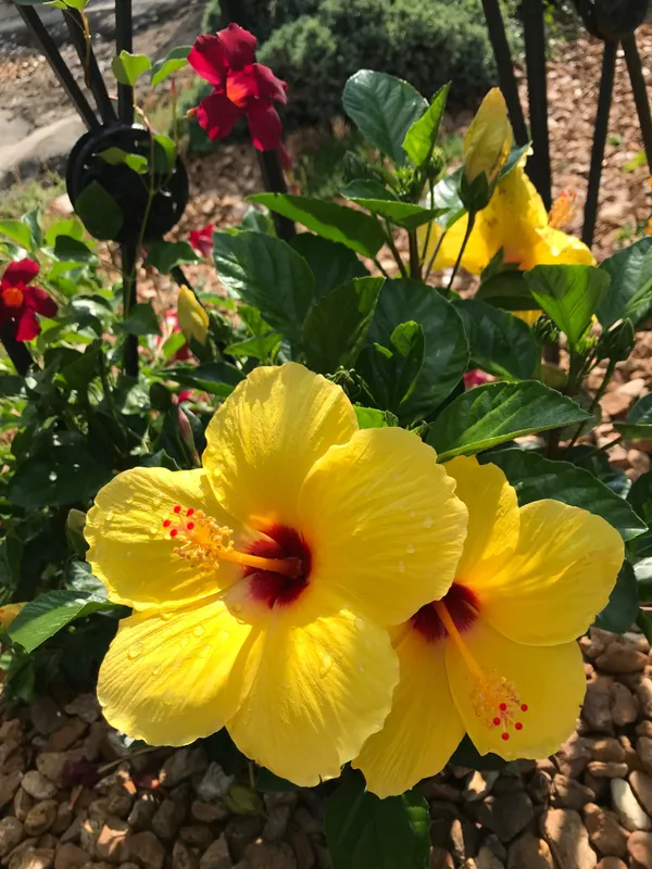 Yellow_Hibiscus_12_Month_Flower_Plant_(Pack_Of_1)
