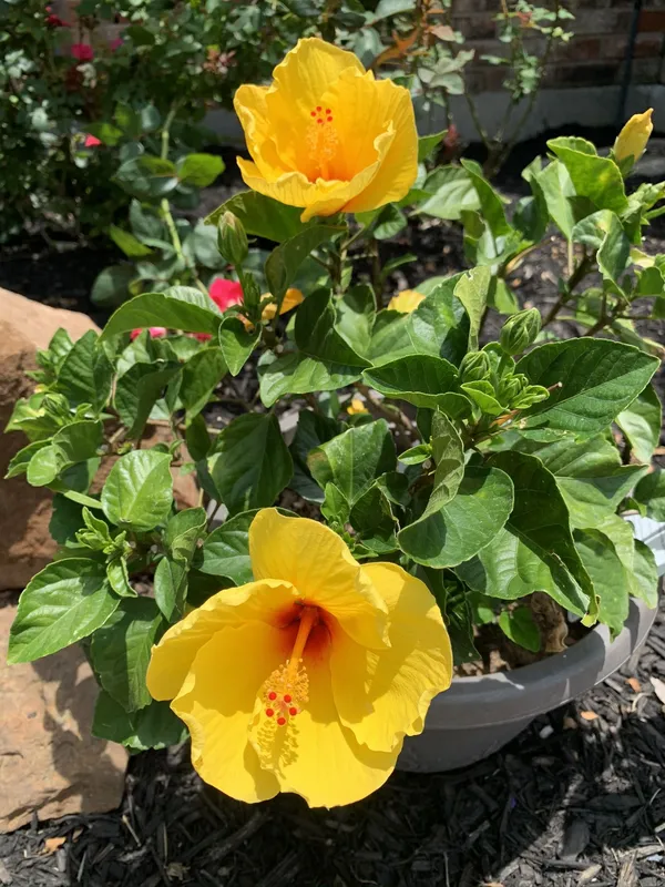 Yellow_Hibiscus_12_Month_Flower_Plant_(Pack_Of_1)