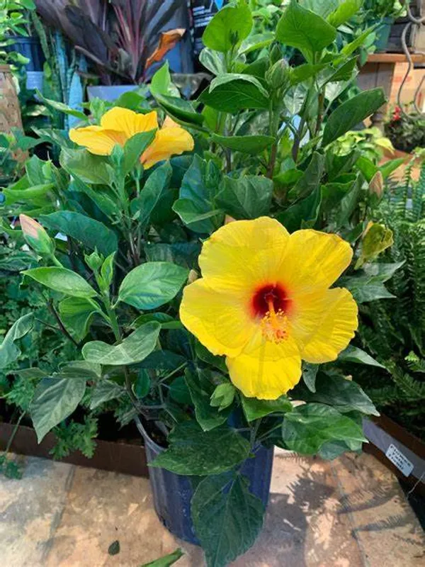 Yellow_Hibiscus_12_Month_Flower_Plant_(Pack_Of_1)