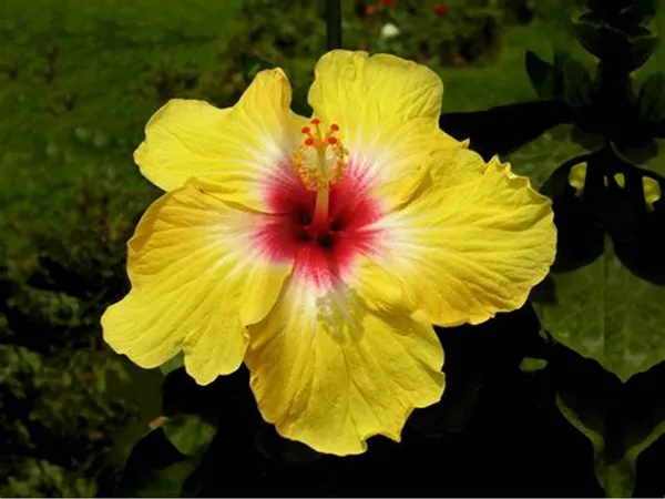 Yellow_Hibiscus_Flower_Plant_(Pack_Of_1)