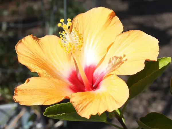 Yellow_Hibiscus_Flower_Plant_(Pack_Of_1)