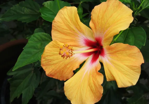 Yellow_Hibiscus_Flower_Plant_(Pack_Of_1)