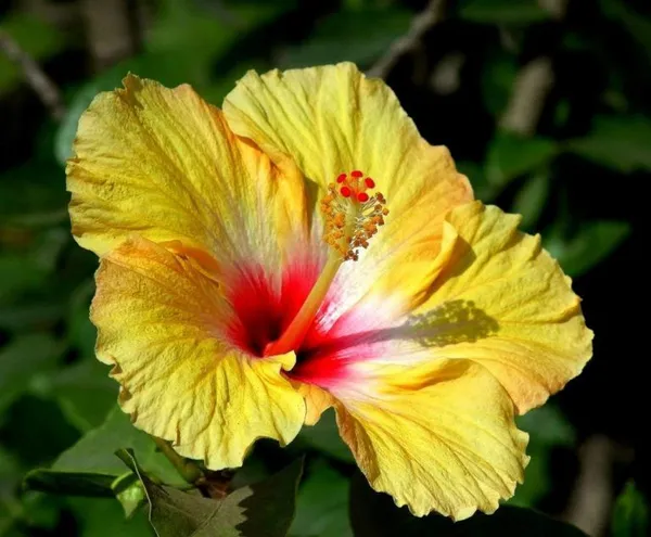 Yellow_Hibiscus_Flower_Plant_(Pack_Of_1)