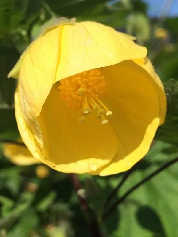 Yellow_Lanthan_Hibiscus_Flower_Plant