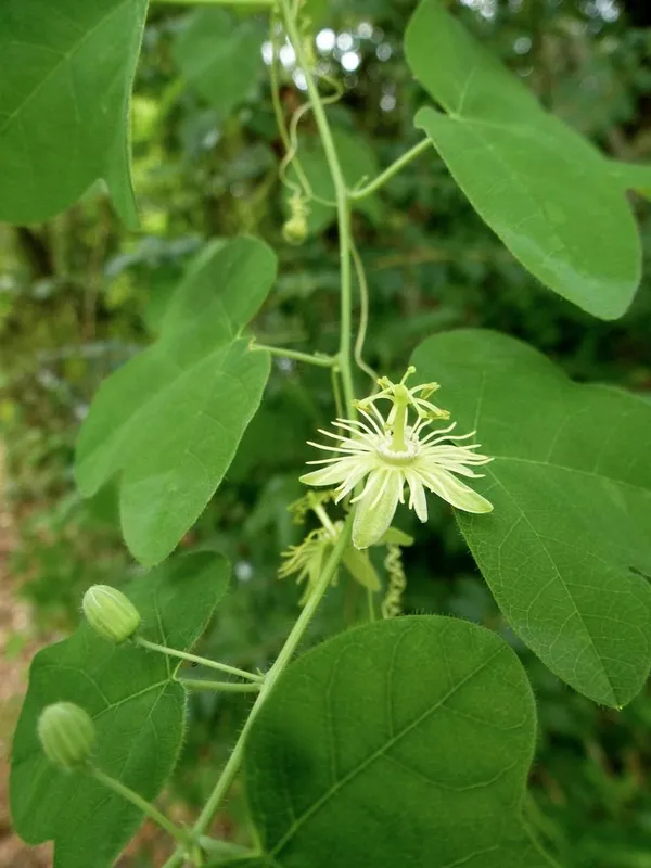 Yellow_Passion_Flower,_Krishna_Kamal_Live_Plant_in_Poly_bag