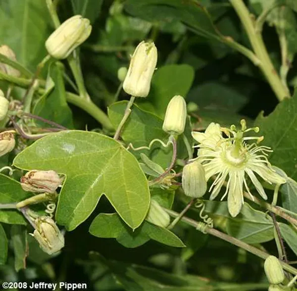 Yellow_Passion_Flower,_Krishna_Kamal_Live_Plant_in_Poly_bag