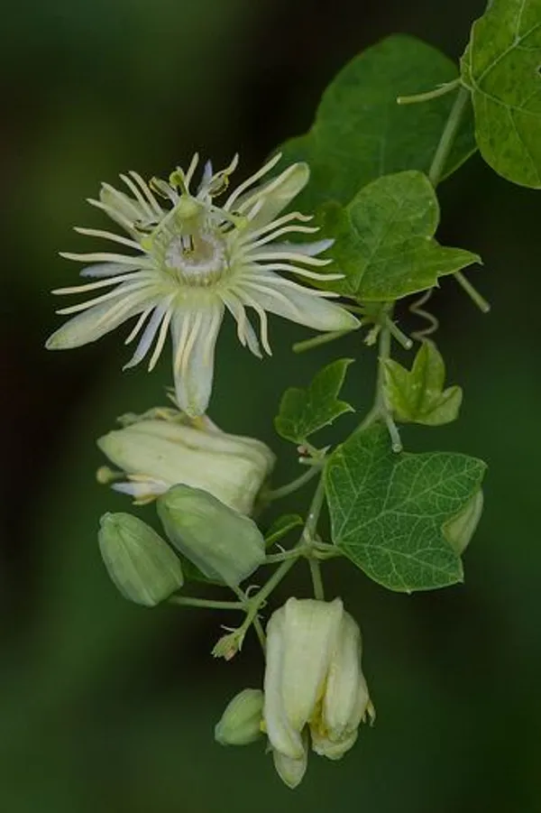Yellow_Passion_Flower,_Krishna_Kamal_Live_Plant_in_Poly_bag