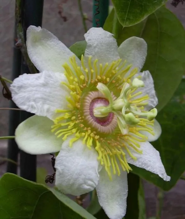Yellow_Passion_Flower,_Krishna_Kamal_Live_Plant_in_Poly_bag