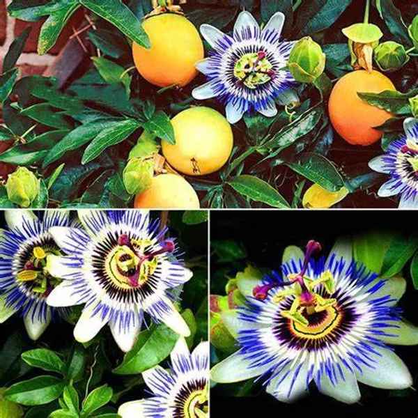 Yellow_Passion_Fruit_Healthy_Benefits_Hybrid_Plant_(Pack_Of_1)