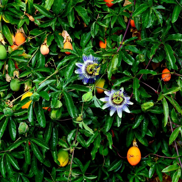 Yellow_Passion_Fruit_Healthy_Benefits_Hybrid_Plant_(Pack_Of_1)