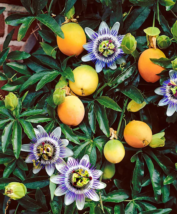 Yellow_Passion_Fruit_Healthy_Benefits_Hybrid_Plant_(Pack_Of_1)
