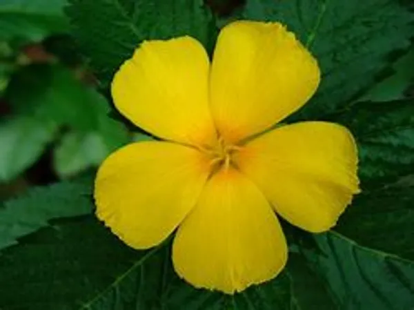 Yellow_Pilaghanti_Plant