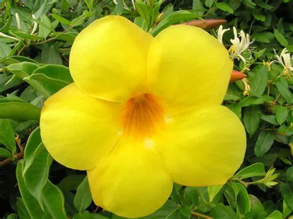 Yellow_Pilaghanti_Plant