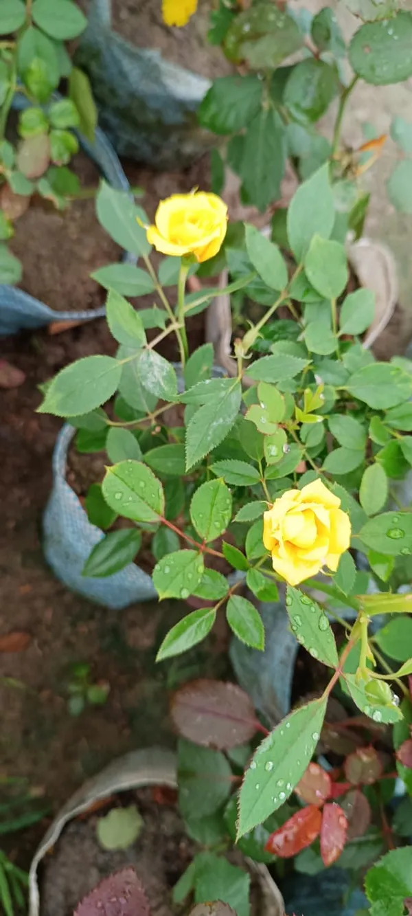 Yellow_Rose_Flower_Plant_(Pack_Of_1)