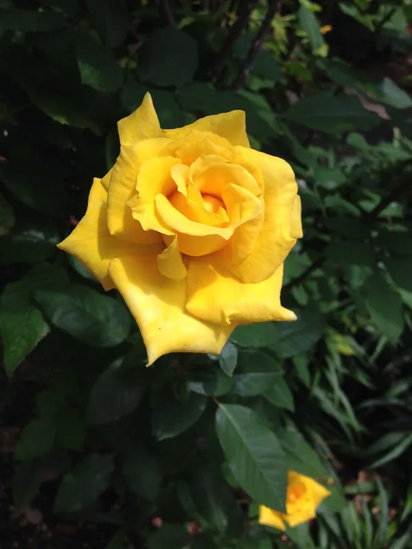 Yellow_Rose_Flower_Plant_(Pack_Of_1)