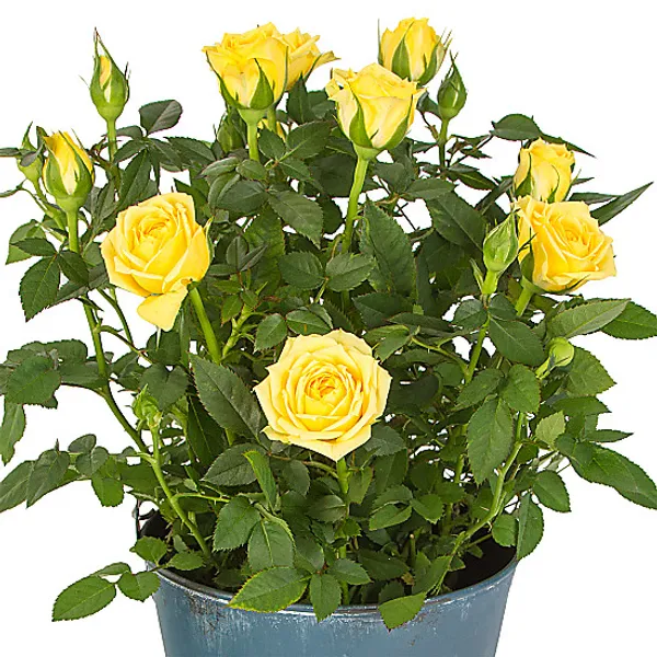 Yellow_Rose_Flower_Plant_(Pack_Of_1)