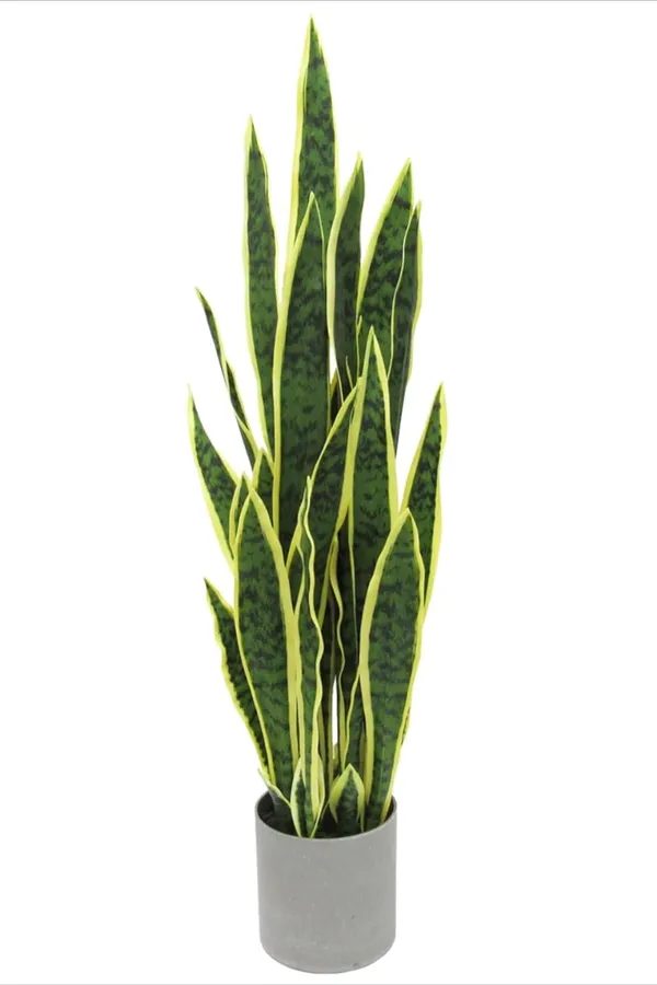 Yellow_Snake_(Hybrid)_Plant_(Pack_Of_1)