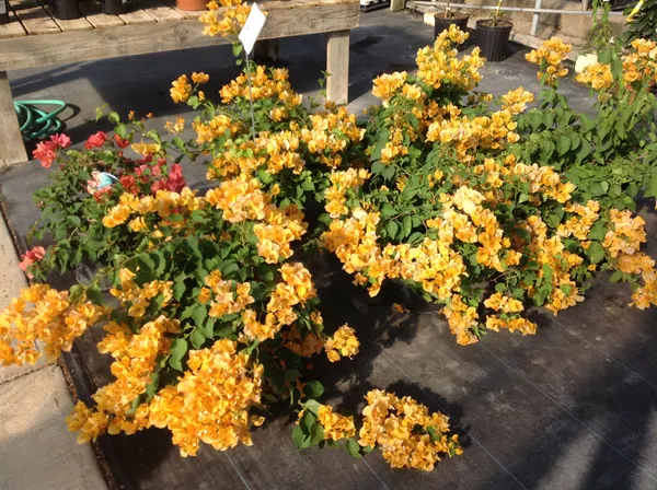 Yellow__Bougainvillea_California_Gold_?_Flowering_Plants