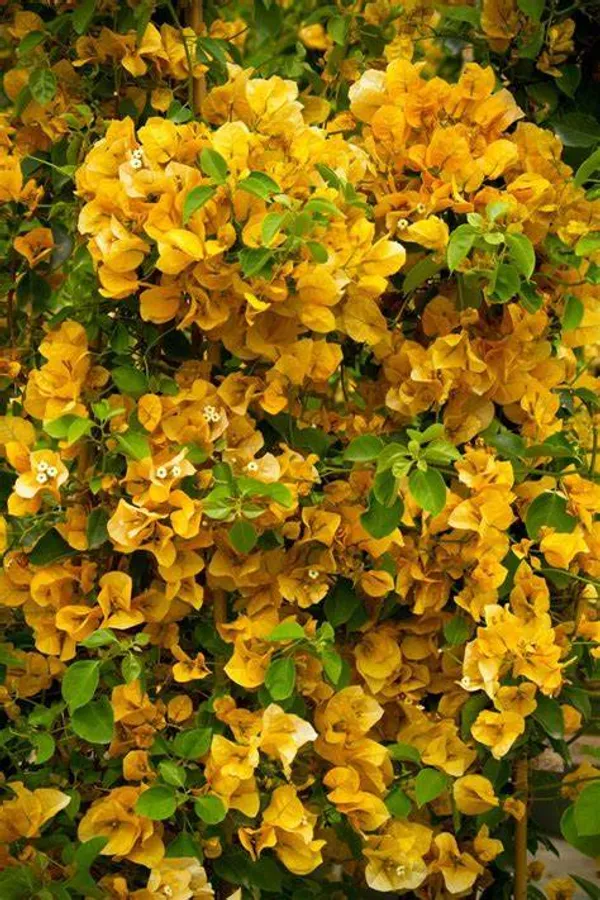 Yellow__Bougainvillea_California_Gold_?_Flowering_Plants