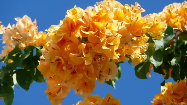 Yellow__Bougainvillea_California_Gold_?_Flowering_Plants