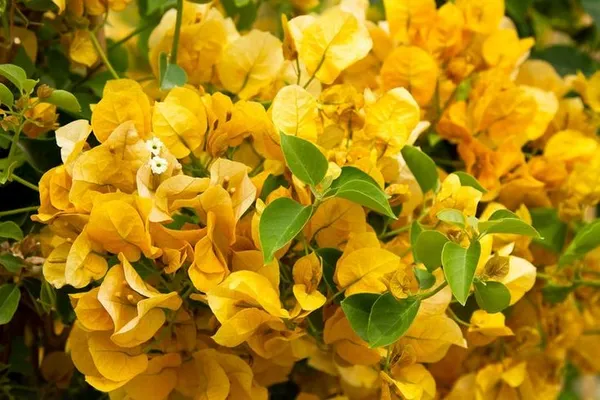 Yellow__Bougainvillea_California_Gold_?_Flowering_Plants