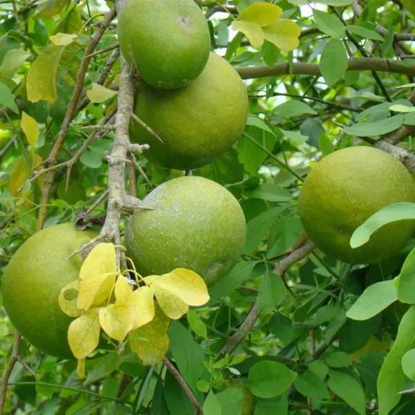Hybrid_Seedless_Bael_Grafted_Plant