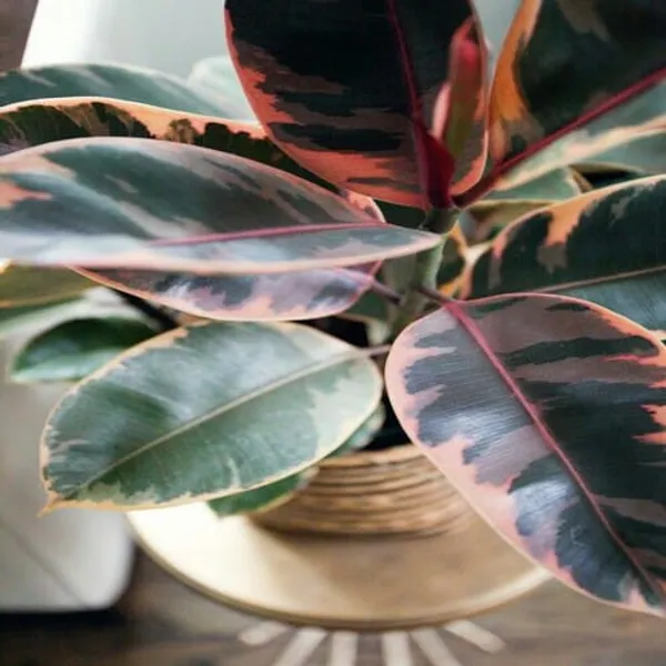 Ficus_Rubber_Plant_Variegate_|_Indoor_&_Outdoor
