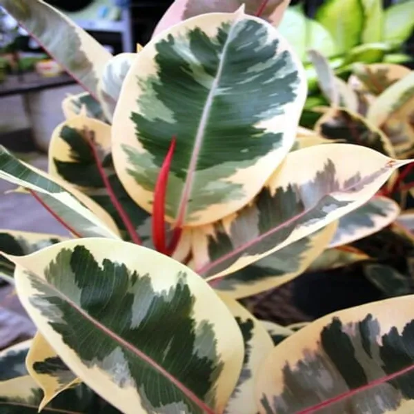 Ficus_Rubber_Plant_Variegate_|_Indoor_&_Outdoor