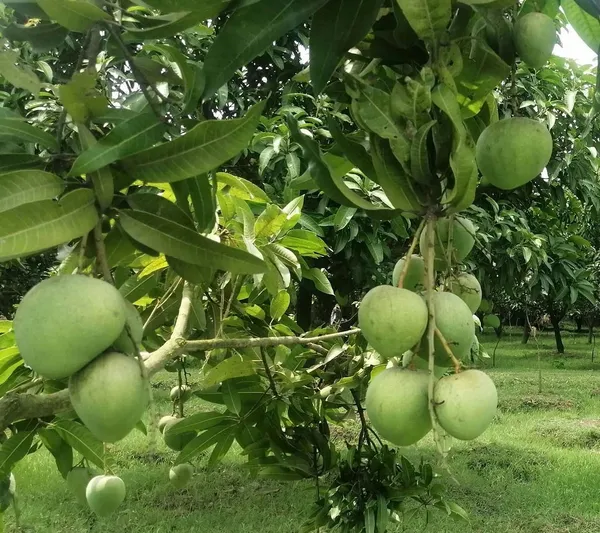 Bangladesh_Haribhanga_Mango_Aam_Grafted_Fruit_Plant_(1.5-3_Feet_Height)