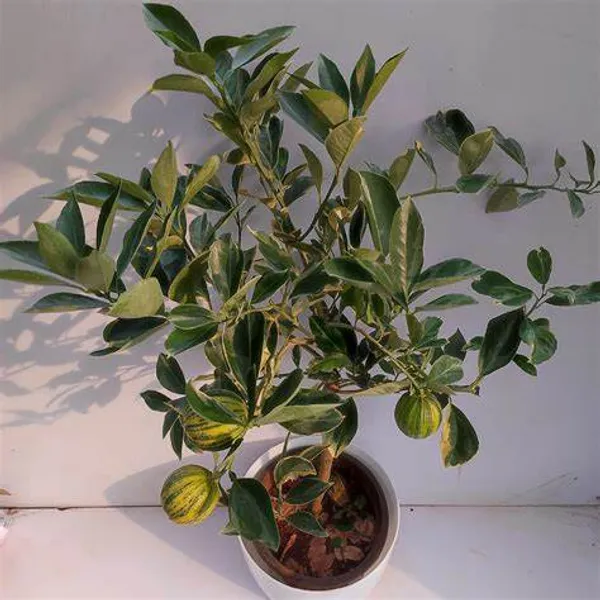 Variegated_Sweet_Lemon/Lime_Mousambi__Fruit_Plant_&_Tree_For_Home_Garden_(Pack_Of_1)