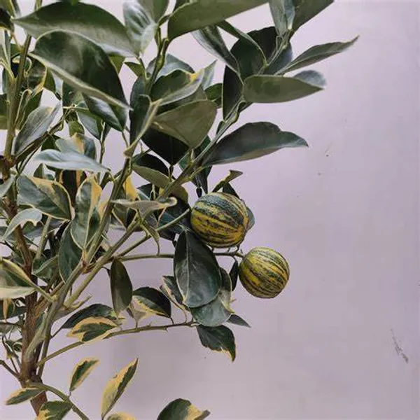 Variegated_Sweet_Lemon/Lime_Mousambi__Fruit_Plant_&_Tree_For_Home_Garden_(Pack_Of_1)