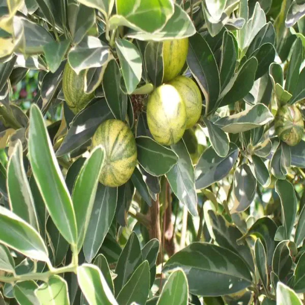 Variegated_Sweet_Lemon/Lime_Mousambi__Fruit_Plant_&_Tree_For_Home_Garden_(Pack_Of_1)