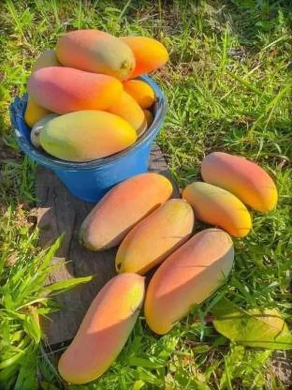 Red_Banana_Mango_Plant