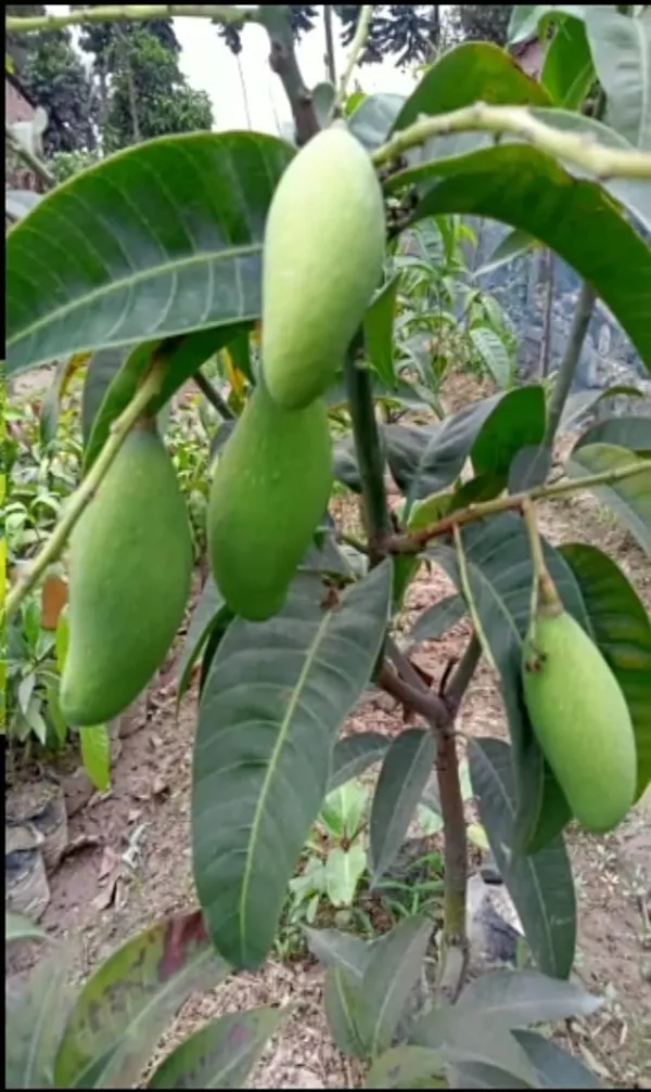 Red_Banana_Mango_Plant