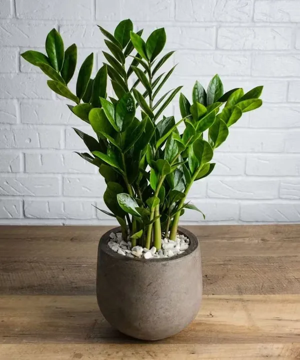 Z_Z_PLANT