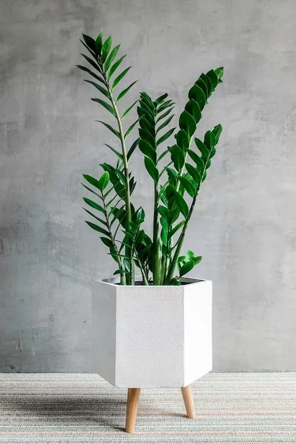 Z_Z_PLANT