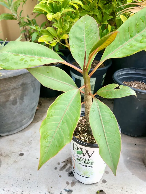 Yellow_Plumeria_Plant