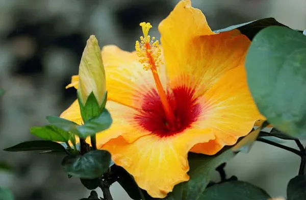 Yellow_Red_Hibiscus_Flower_Plant