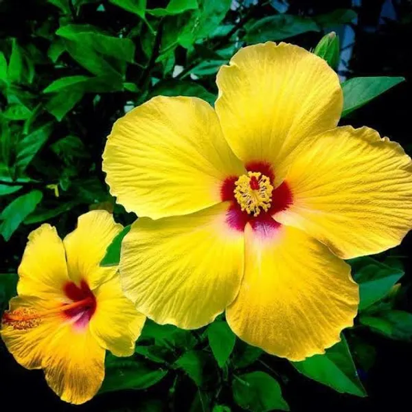 Yellow_Red_Hibiscus_Flower_Plant