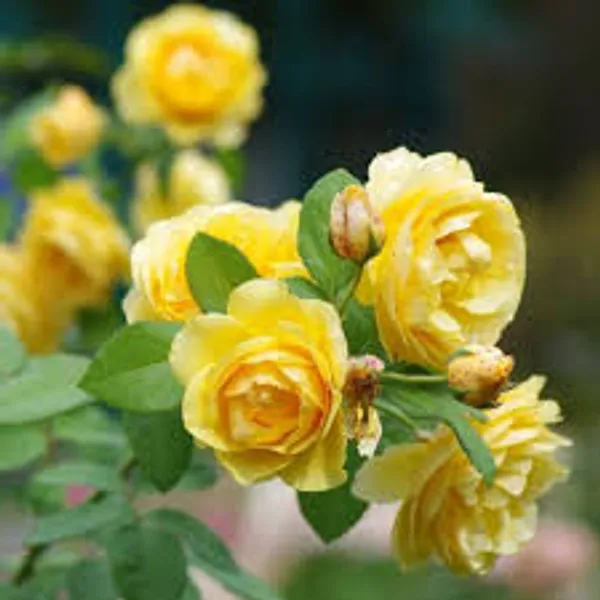 Yellow_Fragrant_Rose_Outdoor_Plant