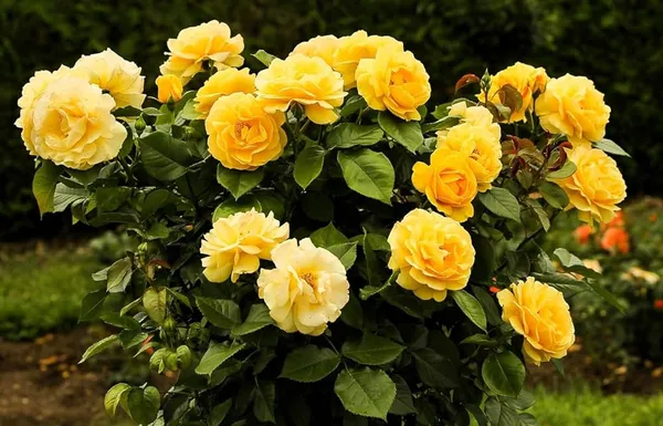 Yellow_Fragrant_Rose_Outdoor_Plant